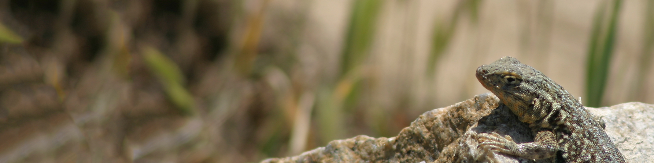 Western fench lizard (Sceloporus occidentalis) sunning on rock above Ventura River